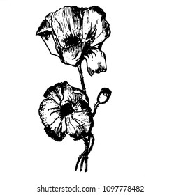 flower, poppy,vector illustration