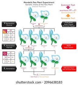 Flower Position Genetic Trait Pea Plant Mendel Experiment Infographic Diagram Cross Pollination Pure Bred Parent Generation Hybrid Dominant Axial Recessive Terminal Biology Science Education Vector