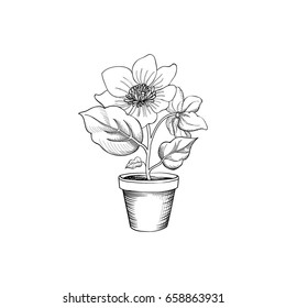 Flower pot engraving. Floral background with flower blossom for garden design