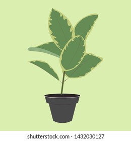 flower in a pot, ficus