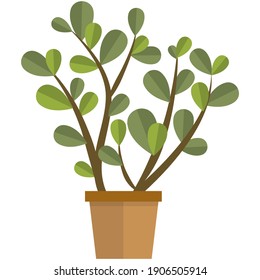 Flower in pot flat vector. Jade plant, money tree or crassula portulacea houseplant isolated on white background. Decorative flowerpot illustration