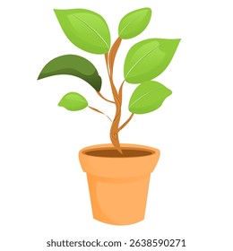 Flower in pot with isolated background