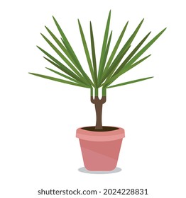 Flower in a pot.  Palm tree with large green leaves.  Vector illustration drawn in a flat style.
