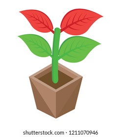 
flower in a pot, pot plant 
