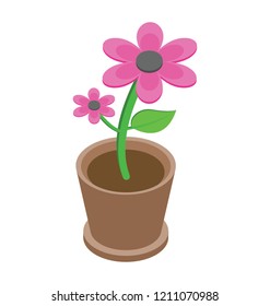 
flower in a pot, pot plant 
