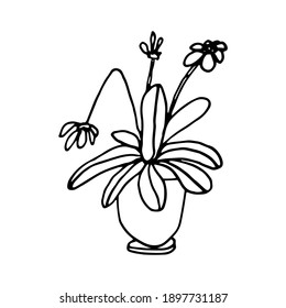 Flower in a pot. Single element. Blooming garden plant. Home flowers. Hand-drawn. Doodle, sketch, icon. Vector illustration for seasonal design, prints. On white background.