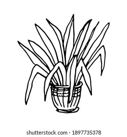 Flower in a pot. Single element. Garden plant, palm tree, succulent plant. Home flowers. Hand-drawn. Doodle, sketch, icon. Vector illustration for seasonal design, prints. On white background.
