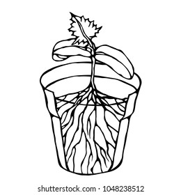 Flower Pot with Soil. Seed, Sprout with three leaves and Root. Flowerpot for Sprouting Plant. Seedling. Phases of Growth of a Plant. Gardening Hobby Hand Drawn Illustration. Savoyar Doodle Style.