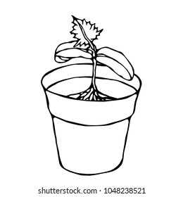 Flower Pot with Soil. Seed, Sprout with three leaves and Root. Flowerpot for Sprouting Plant. Seedling. Phases of Growth of a Plant. Gardening Hobby Hand Drawn Illustration. Savoyar Doodle Style.