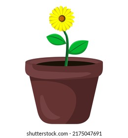 Flower pot, sun flower. isolated on white background