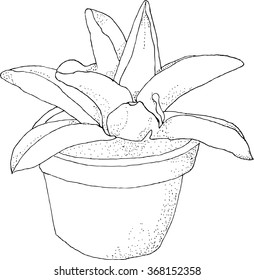 Flower  in a pot / Vector. Can be used for postcards, prints, paper wrapping and design  