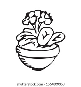 flower in a pot vector sketch