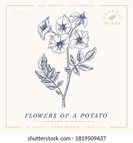 Flower of a potato botanical sketch vintage retro detailed engraved style illustration