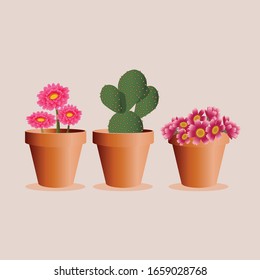 Flower pots with flowers inside for decoration