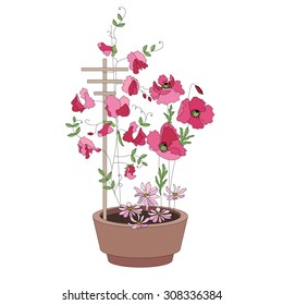 Flower pots with flowers - sweat peas. Plants growing on window sills and balcony