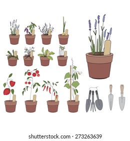 Flower pots with herbs and vegetables. Gardening tools. Plants growing on window sills and balcony