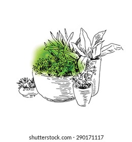 Flower pots sketch. Vector line artwork. Garden design.
Usage for ecology, nature, garden, plants themes. Watercolor background. Isolated on white.