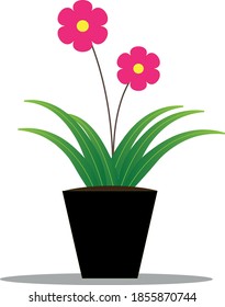 Flower in pots vector icon coloured