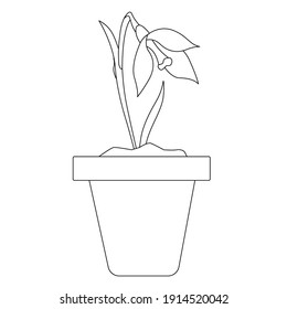 Flower potted, flowering snowdrop. The contour image can be used for website design, in the form of icons, for the sphere of floristry, as well as for gardens and vegetable gardens. 