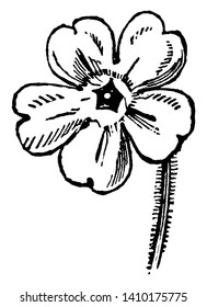 Es ist die Blume der Primrose-Pflanze. Die Blume hat 5 Blütenblätter und die Blütenblätter sind herzförmig, Vintage-Linien-Zeichnungen oder Graviergrafiken.