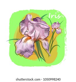 A flower of purple iris on a background of leaves and coarse yellow and green forms. Vector illustration