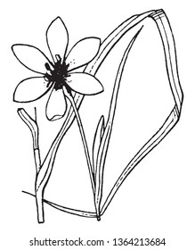 Flower purple, more than 3 cm; Leaves equally on the basis; which is coming in two ranks, from which the base of the plant appears flattened, vintage line drawing or engraving illustration.