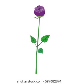 Flower of purple roses
