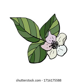 Flower with a raspberry leaf. Cartoon style. Stock illustration. White background, isolate.