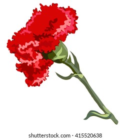 The flower is the red carnation. Vector illustration.