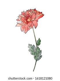 Flower red chrysanthemum on stem with green leaves. Isolated on white background. For beautiful floral design, valentines day greeting cards, wedding invitations.Hand drawn. Vector stock illustration.