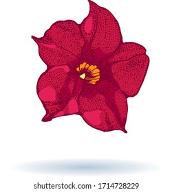 flower red hand drawing isolated on white background vector