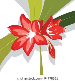 Flower red  Lily vector illustration