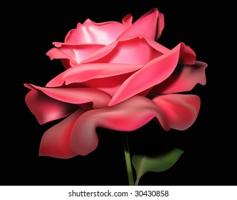 Flower red rose drawn on a black background.
