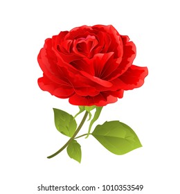 Flower red rose on a white background twig with leaves  vintage vector illustration editable hand draw