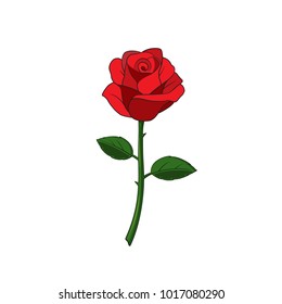 Flower of red rose with stem, leaves and spines on white background. Isolated Vector Illustration.