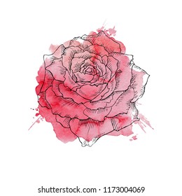 flower, red roses, hand drawn illustration.