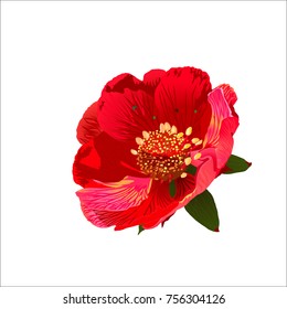 Flower red. Vector illustration.