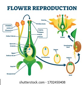 Flower reproduction vector illustration. Labeled process of new plants scheme. Educational diagram with stamen and pistil structure and full egg development and fertilization stages from ovule to seed