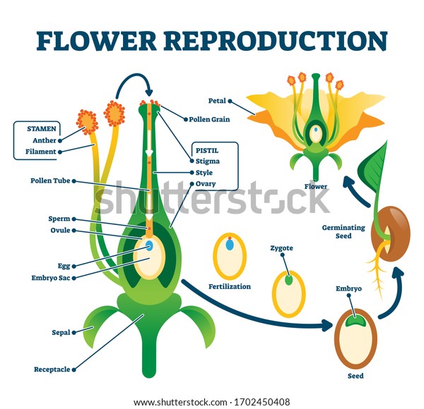 Vektor Stok Flower Reproduction Vector Illustration Labeled Process
