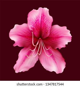 Flower of Rhododendron (Azalea) isolated on colorful background. Vector illustration.