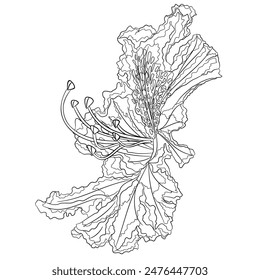 Flower rhododendron mountain shrub outline  on a white background  vintage bloom first vector illustration editable hand draw