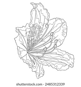 Flower rhododendron mountain shrub  outline on a white background  vintage bloom seven vector illustration editable hand draw
