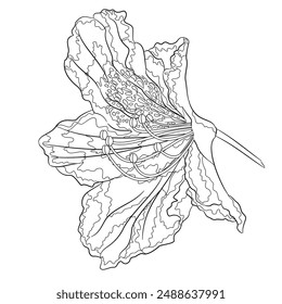 Flower rhododendron mountain shrub  outline on a white background  vintage bloom nine vector illustration editable hand draw
