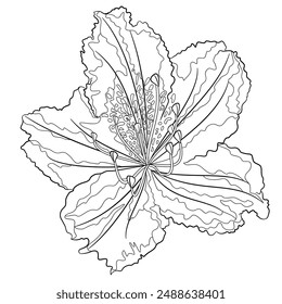 Flower rhododendron mountain shrub  outline on a white background  vintage bloom ten vector illustration editable hand draw