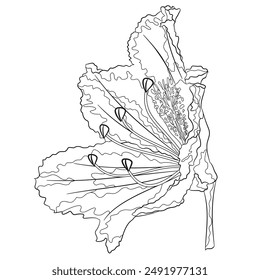 Flower rhododendron mountain shrub  outline on a white background  vintage bloom eleven vector illustration editable hand draw