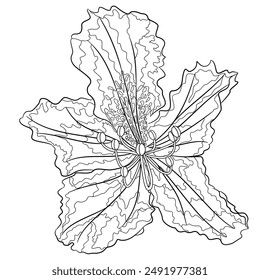 Flower rhododendron mountain shrub  outline on a white background  vintage bloom twelve vector illustration editable hand draw