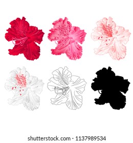 Flower rhododendron mountain shrub red,pink, light pink, white , outline and silhouette on a white background  vintage bloom six vector illustration editable hand draw