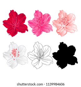 Flower rhododendron mountain shrub red,pink, light pink, white , outline and silhouette on a white background  vintage bloom ten vector illustration editable hand draw