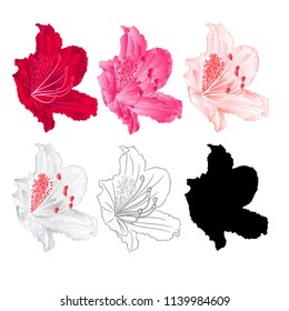 Flower rhododendron mountain shrub red,pink, light pink, white , outline and silhouette on a white background  vintage bloom seven vector illustration editable hand draw