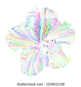 Flower Rhododendron multi colored light  flower   mountain shrub on a white background  vintage vector illustration editable hand draw